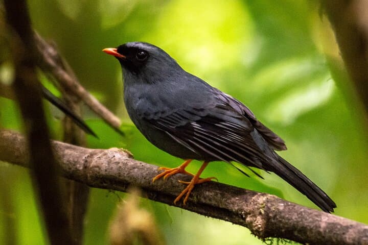 Monteverde Cloud Forest Natural History Walk: Hummingbirds, Quetzal & Mossy Trails photo 4
