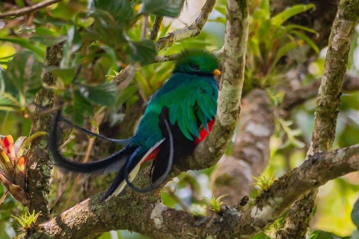 Monteverde Cloud Forest Natural History Walk: Hummingbirds, Quetzal & Mossy Trails photo 5