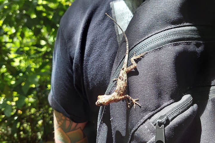 Cahuita to Ma‑Cu Waterfall: Bri‑Bri Cacao, Coastal Wildlife & Jungle Swim photo 4
