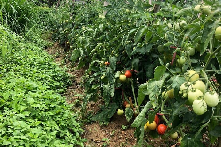 Ha Giang Full-Day Trek: Forest Trails, Ethnic Garden Work & Five-Color Sticky Rice photo 2