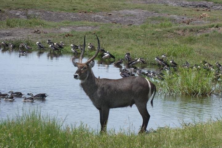 2-in-1 Moremi Game Reserve Day Trip: Safari + Xakanaxa Boat Cruise from Maun photo 3