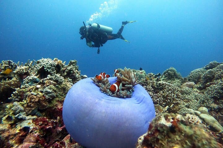 Siquijor Scuba Diving for Beginners — Discover Tubod Marine Sanctuary photo 3
