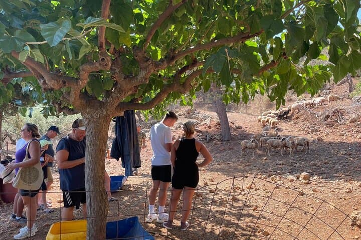 Cretan Farm Cooking Class in Stylos: Cheese, Raki and Olive-Harvest Flavors photo 3