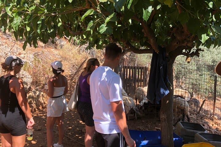 Cretan Farm Cooking Class in Stylos: Cheese, Raki and Olive-Harvest Flavors photo 4