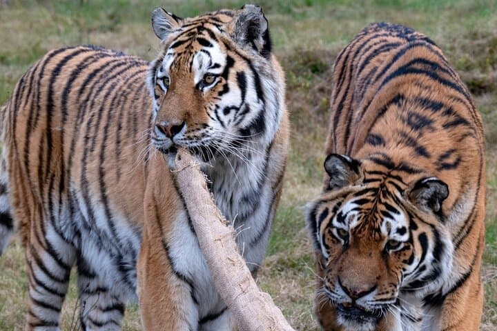 Lionsrock Big Cat Enrichment Tour — Hands-On Sanctuary Experience Near Bethlehem photo 4