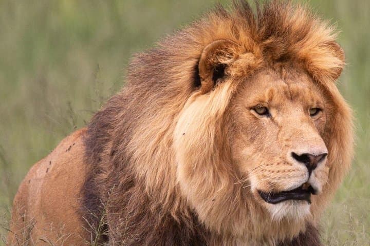 Exclusive Sanctuary Tour: Behind-the-Scenes at Lionsrock Big Cat Sanctuary photo 2