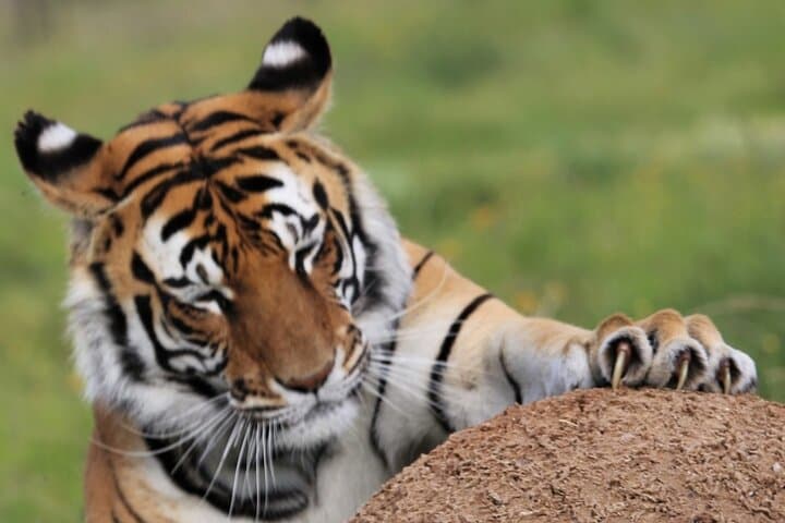 Tiger Valley Tour at Lionsrock: Up-Close Big Cat Sanctuary Experience photo 2