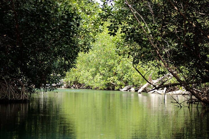Drive Your Own Speedboat Through Nichupte Lagoon's Mangrove Canals photo 3