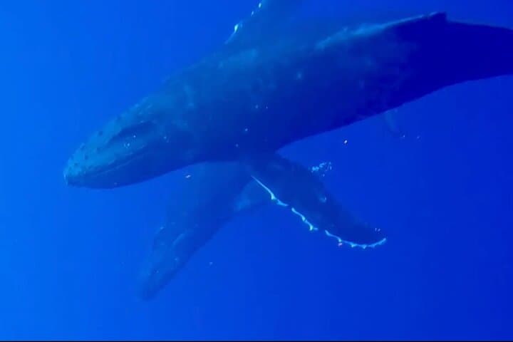 Big Island Whale Watching: Humpback Catamaran from Kailua-Kona photo 5