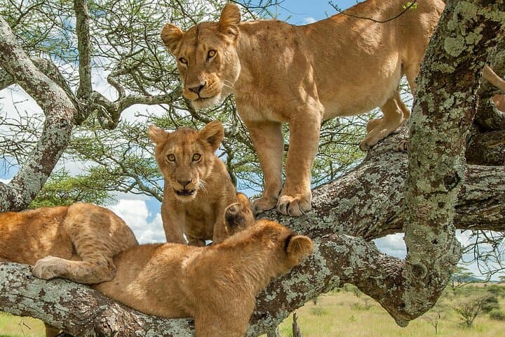5-Day Queen Elizabeth, Bwindi & Kibale Wildlife Safari from Entebbe