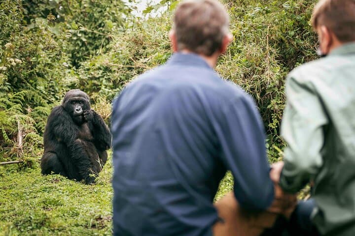 5-Day Queen Elizabeth, Bwindi & Kibale Wildlife Safari from Entebbe photo 2
