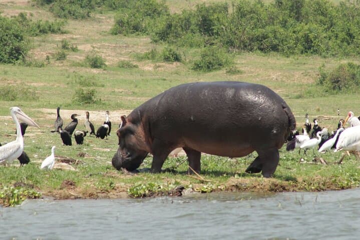 5-Day Queen Elizabeth, Bwindi & Kibale Wildlife Safari from Entebbe photo 3