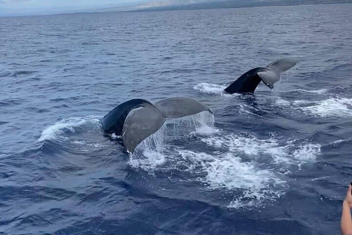 Big Island Whale Watching: Humpback Catamaran from Kailua-Kona