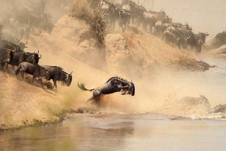 7-Day Private Uganda & Kenya Safari: Maasai Mara to Bwindi Gorilla Trek photo 1