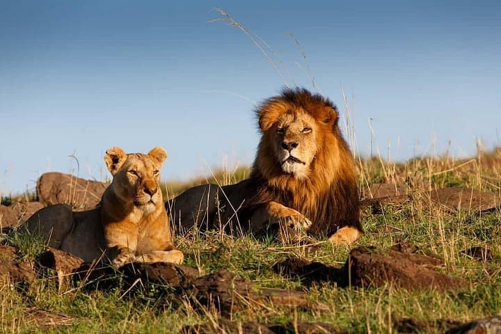 7-Day Private Uganda & Kenya Safari: Maasai Mara to Bwindi Gorilla Trek photo 2