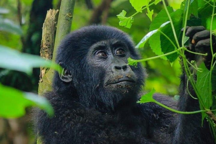 7-Day Private Uganda & Kenya Safari: Maasai Mara to Bwindi Gorilla Trek photo 3