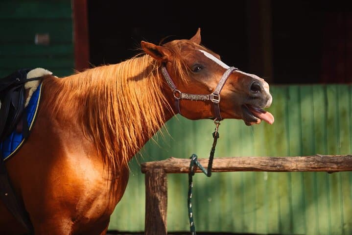 Private Beach Horseback Ride from Riga — Baltic Sea Dunes & Pine Trails photo 4