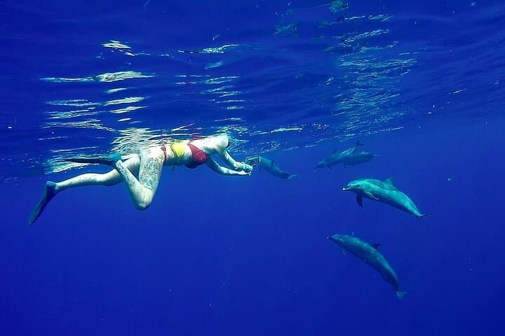 Private Sea'fari Expedition: Oahu Marine Wildlife & Citizen Science Charter photo 3