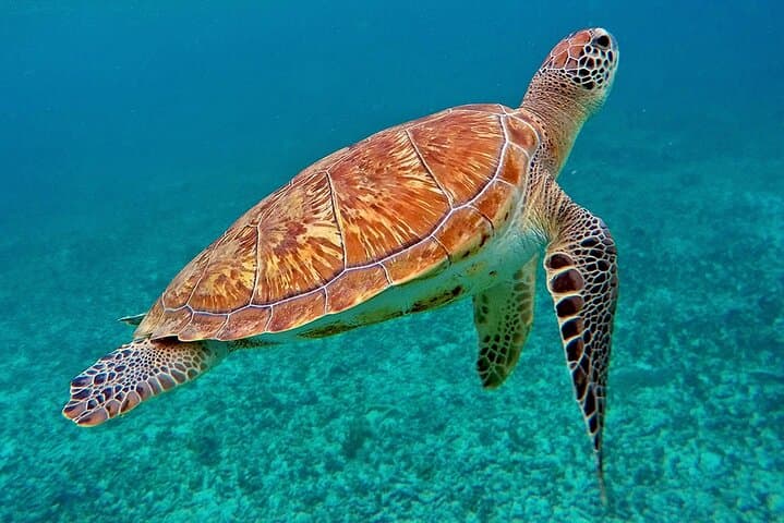 Private SCUBA Dive and Snorkel Charter in Puerto Rico — Shallow Reef Adventures photo 6