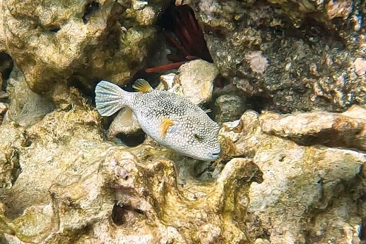 Exploring Kealakekua Bay: A Captain Cook Reef Snorkeling Adventure photo 6