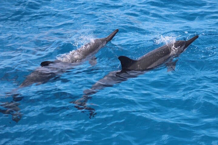 Exploring Kealakekua Bay: A Captain Cook Reef Snorkeling Adventure photo 2