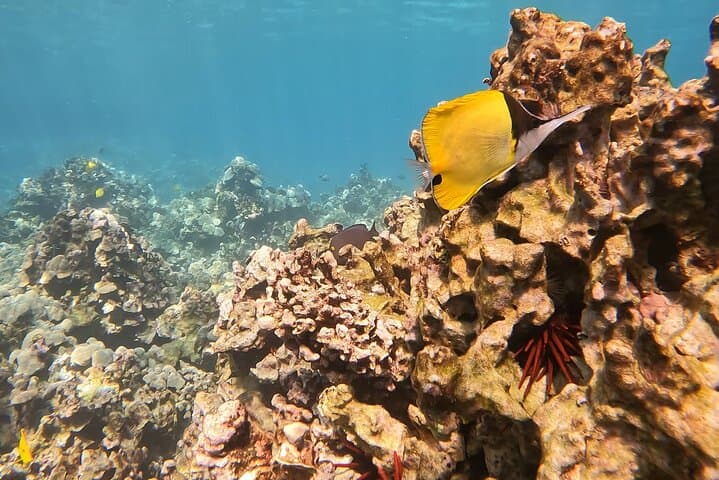 Exploring Kealakekua Bay: A Captain Cook Reef Snorkeling Adventure photo 4