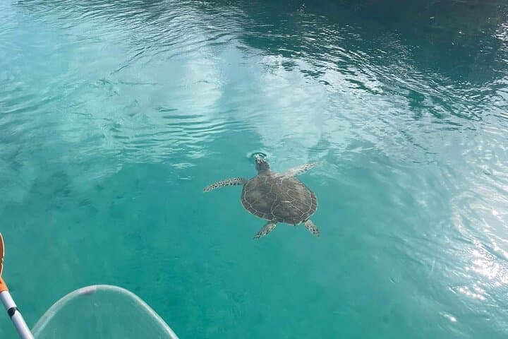 Clear Kayak Tour in Turks and Caicos — Paddle Mangrove Cay National Park