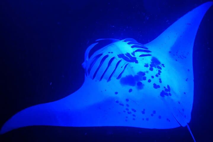Kailua-Kona Manta Ray Night Snorkel: Guided Boat Trip to Swim with Mantàs