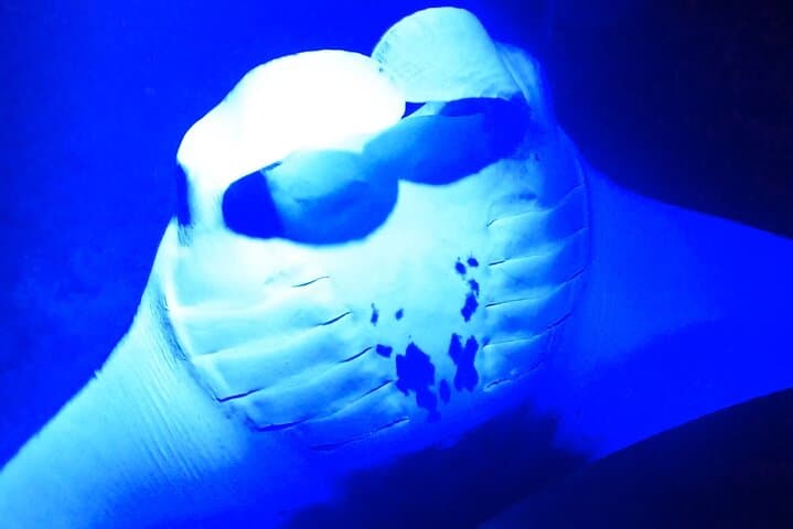 Kailua-Kona Manta Ray Night Snorkel: Guided Boat Trip to Swim with Mantàs photo 2