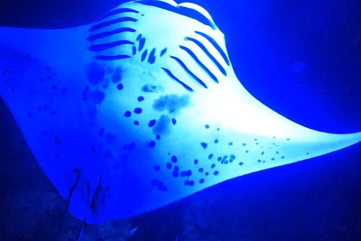 Kailua-Kona Manta Ray Night Snorkel: Guided Boat Trip to Swim with Mantàs photo 6