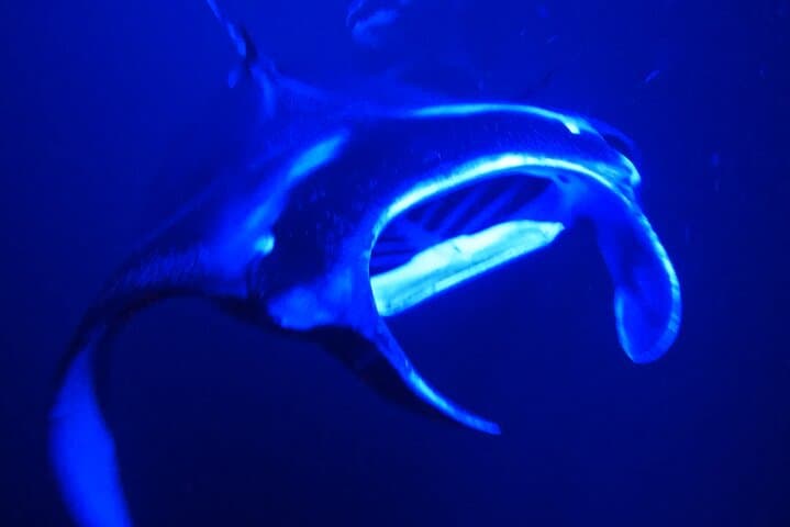 Kailua-Kona Manta Ray Night Snorkel: Guided Boat Trip to Swim with Mantàs photo 3