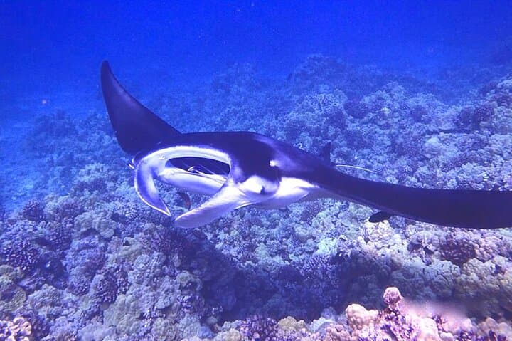 Kailua-Kona Manta Ray Night Snorkel: Guided Boat Trip to Swim with Mantàs photo 5