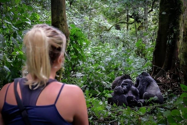 7-Day Uganda Primate Safari: Gorilla and Chimpanzee Trekking in Bwindi & Kibale photo 1