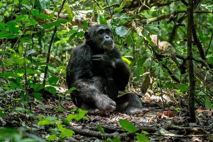 7-Day Uganda Primate Safari: Gorilla and Chimpanzee Trekking in Bwindi & Kibale photo 2