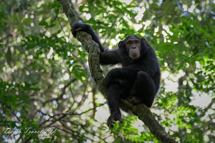 3-Day Bwindi Gorilla Trekking Experience in Uganda photo 5