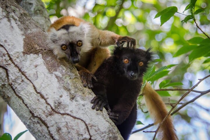Nosy Iranja & Antsoha Day Trip: Island Beaches, Lighthouse Views and Lemur Encounters photo 6