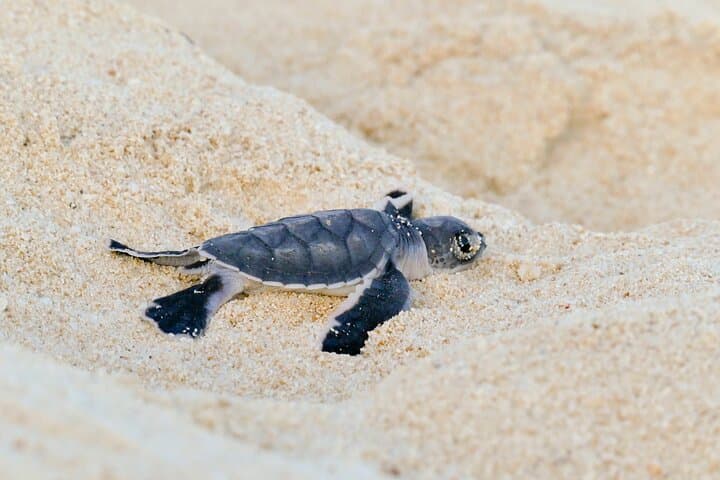 Nosy Iranja & Antsoha Day Trip: Island Beaches, Lighthouse Views and Lemur Encounters photo 5