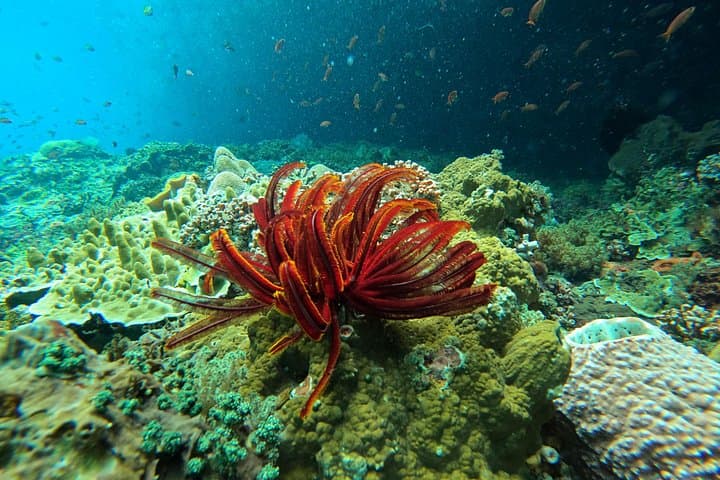 Snorkel with Manta Rays: Full-Day Nusa Lembongan & Penida from Bali photo 6