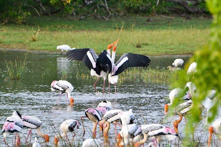 Private Kumana Safari from Arugambay: Birding, Elephants & Coastal Wetlands photo 3