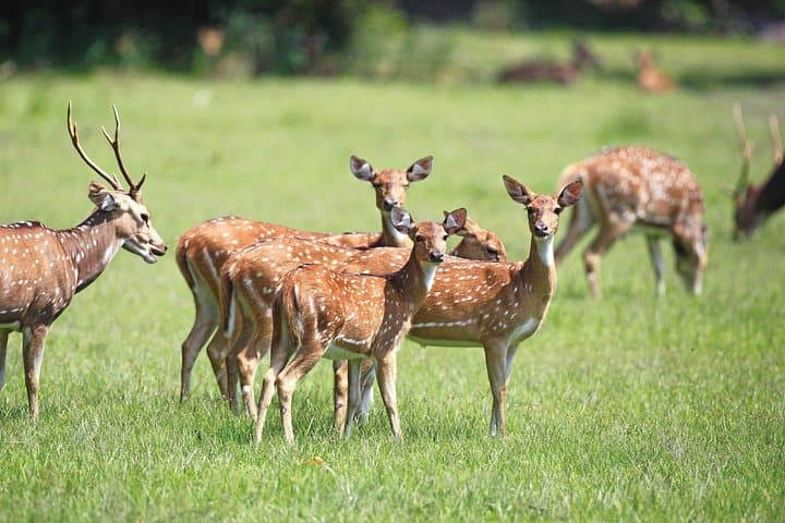 Private Kumana Safari from Arugambay: Birding, Elephants & Coastal Wetlands photo 4