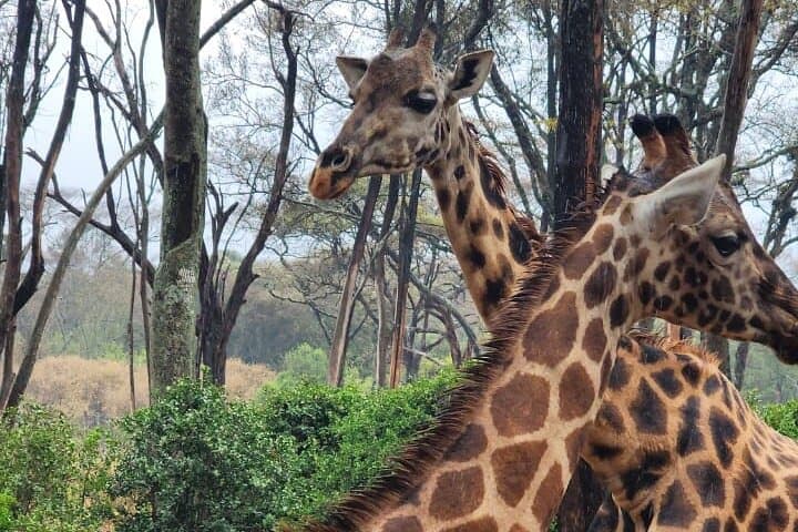 Lake Naivasha & Hell's Gate Day Trip: Rift Valley Boat Ride, Wildlife & Hike photo 4