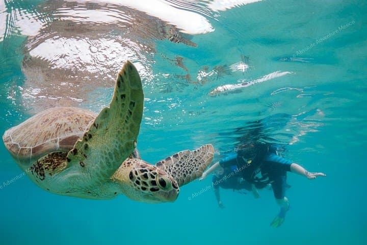 Shore Snorkel with Sea Turtles and Cenote Swim — Private Tour from Tulum photo 2