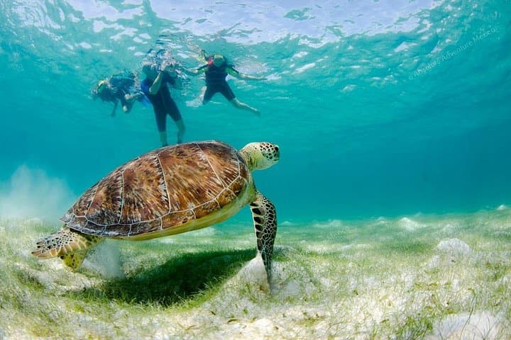 Shore Snorkel with Sea Turtles and Cenote Swim — Private Tour from Tulum photo 4