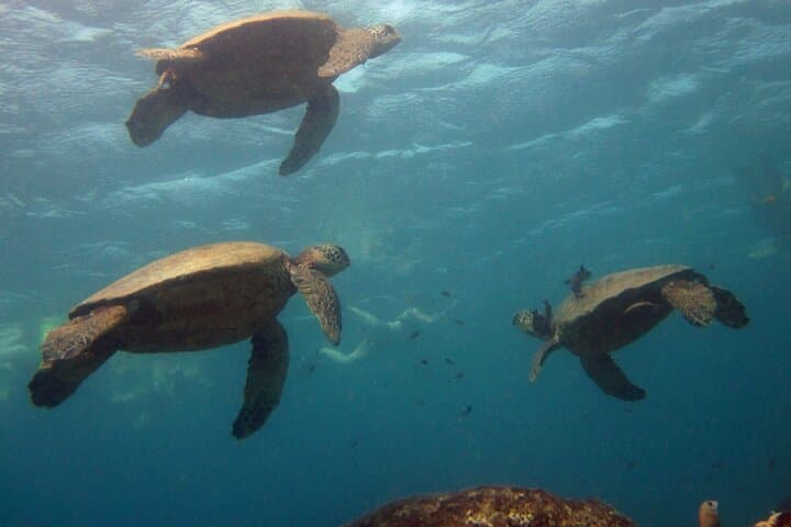 Private Sea'fari Expedition: Oahu Marine Wildlife & Citizen Science Charter photo 2