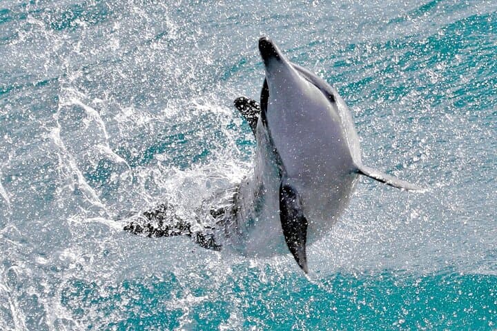 Private Sea'fari Expedition: Oahu Marine Wildlife & Citizen Science Charter photo 6