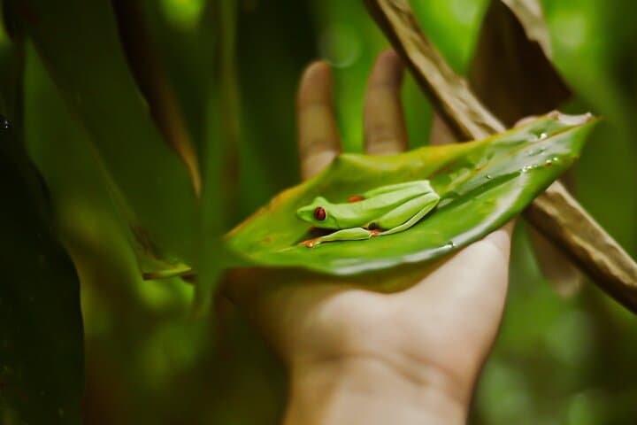 Rainforest Hanging Bridges & Sloth Sanctuary Tour from Liberia photo 5