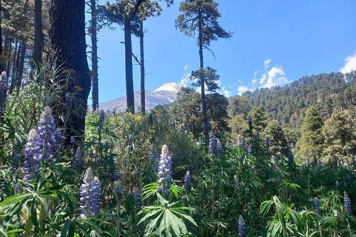 Pico de Orizaba Hiking Tour — Glacier Waterfalls to Mirador El Calvario