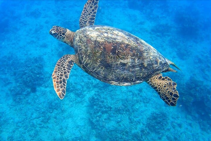 Waikiki Snorkel Tour to Turtle Canyon — Guaranteed Turtles & Premium Gear photo 2