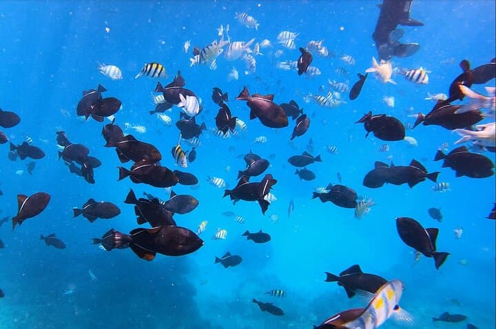 Waikiki Snorkel Tour to Turtle Canyon — Guaranteed Turtles & Premium Gear photo 4