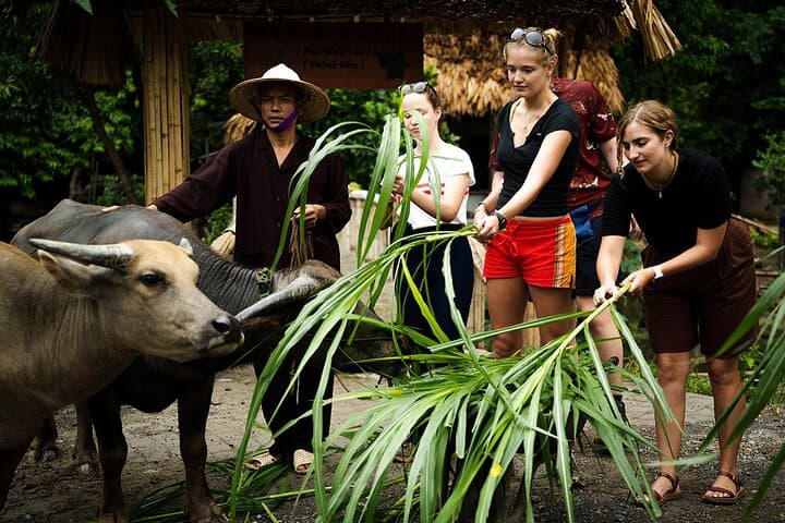 2-Day Eco Tour to Mua Cave, Trang An & Buffalo Cave from Hanoi